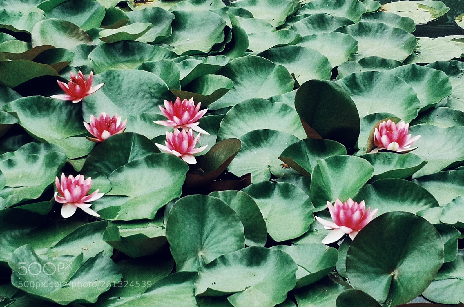 HUAWEI P20 sample photo. Untitled photography