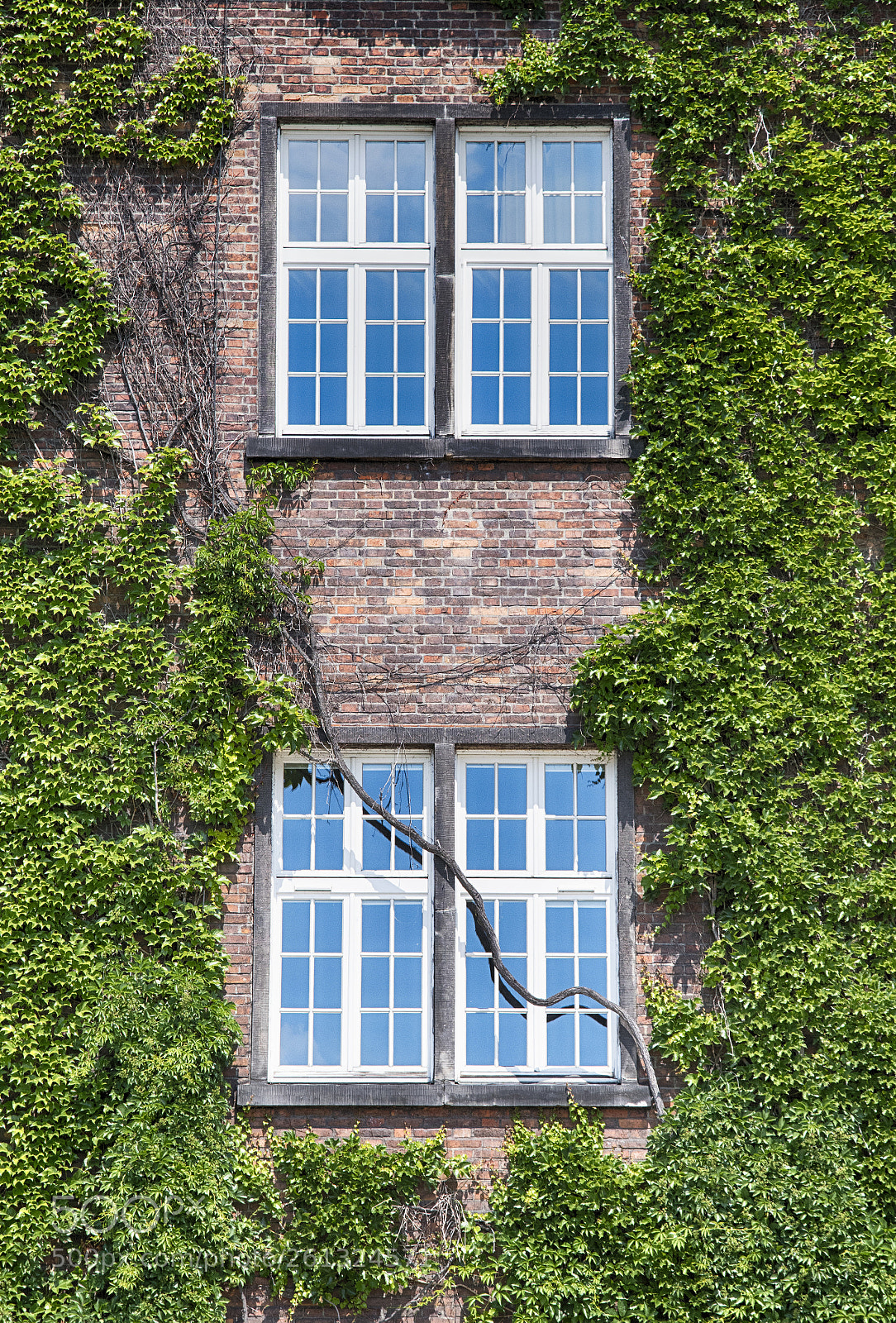 Nikon D500 sample photo. Covering building wall photography