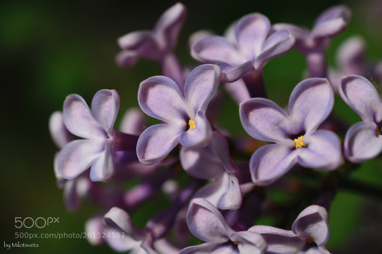 Nikon D3300 sample photo. Lilac photography
