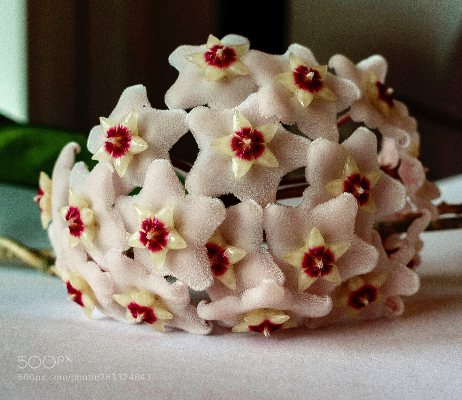 Sony DSC-RX100M5 sample photo. Hoya cornosa photography