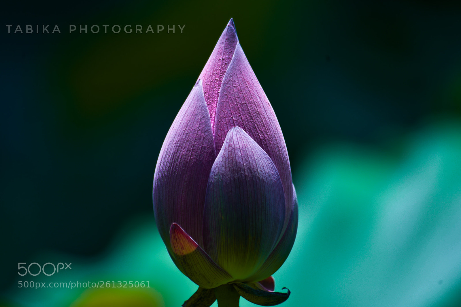 Nikon D800 sample photo. Untitled photography