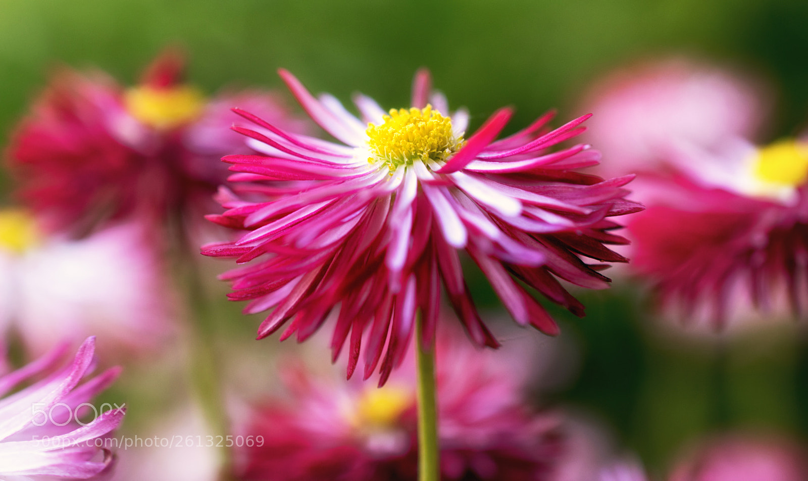 Nikon D3300 sample photo. This beauty photography