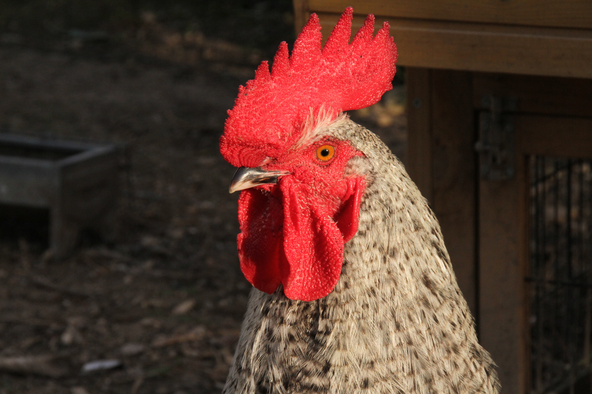 Canon EOS 7D sample photo. Le coq dsk photography
