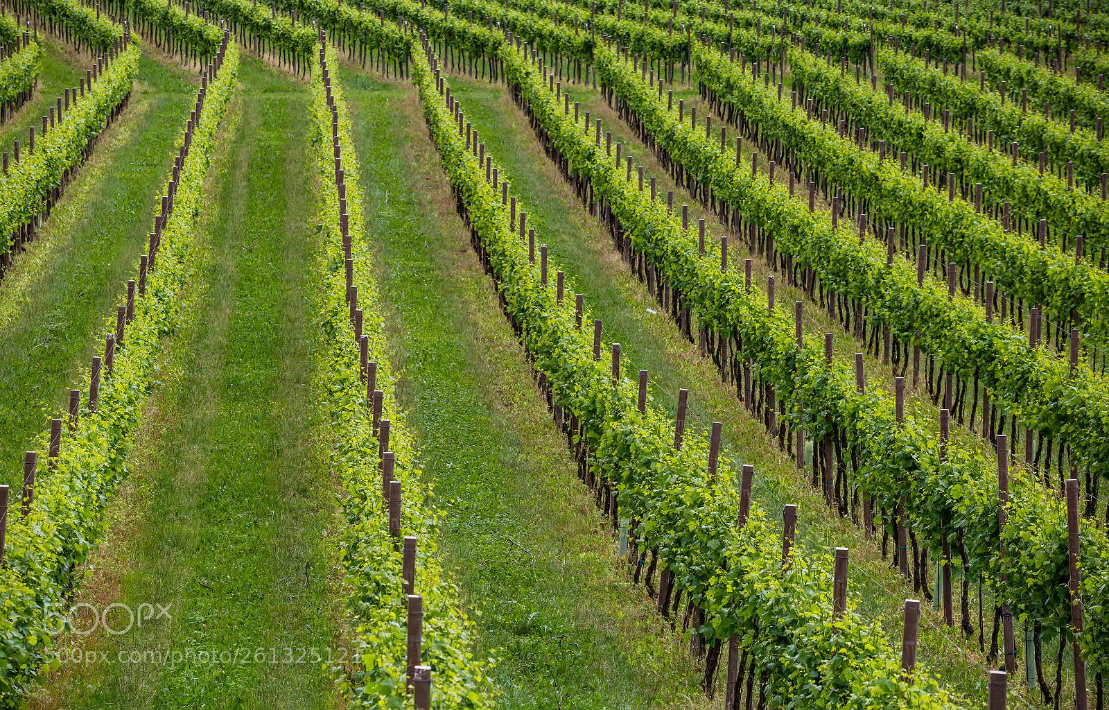 Canon EOS 6D sample photo. Vineyard photography