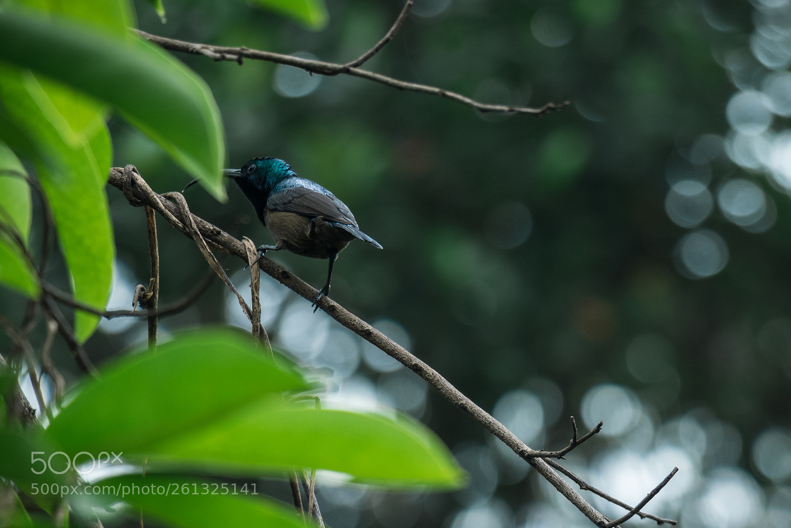 Canon EOS 80D sample photo. Birds photography
