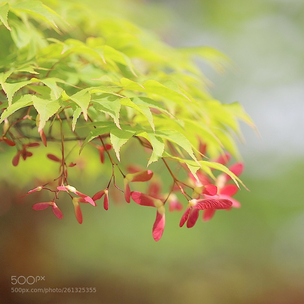 Canon EOS 6D Mark II sample photo. Seeds of maple photography
