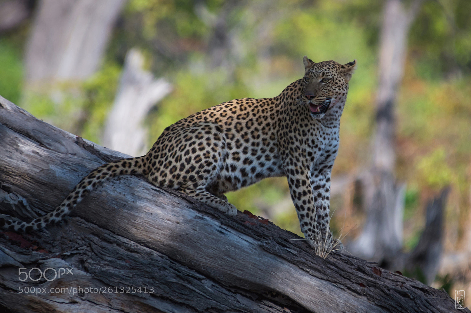 Nikon D500 sample photo. Leopard photography