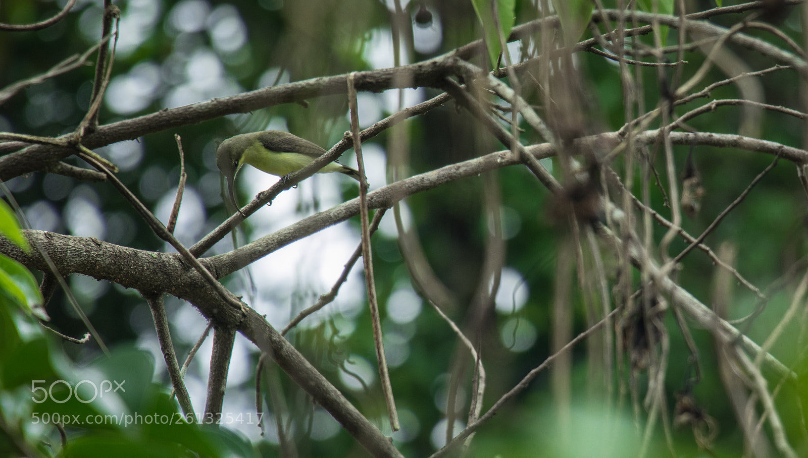 Canon EOS 80D sample photo. Birds photography