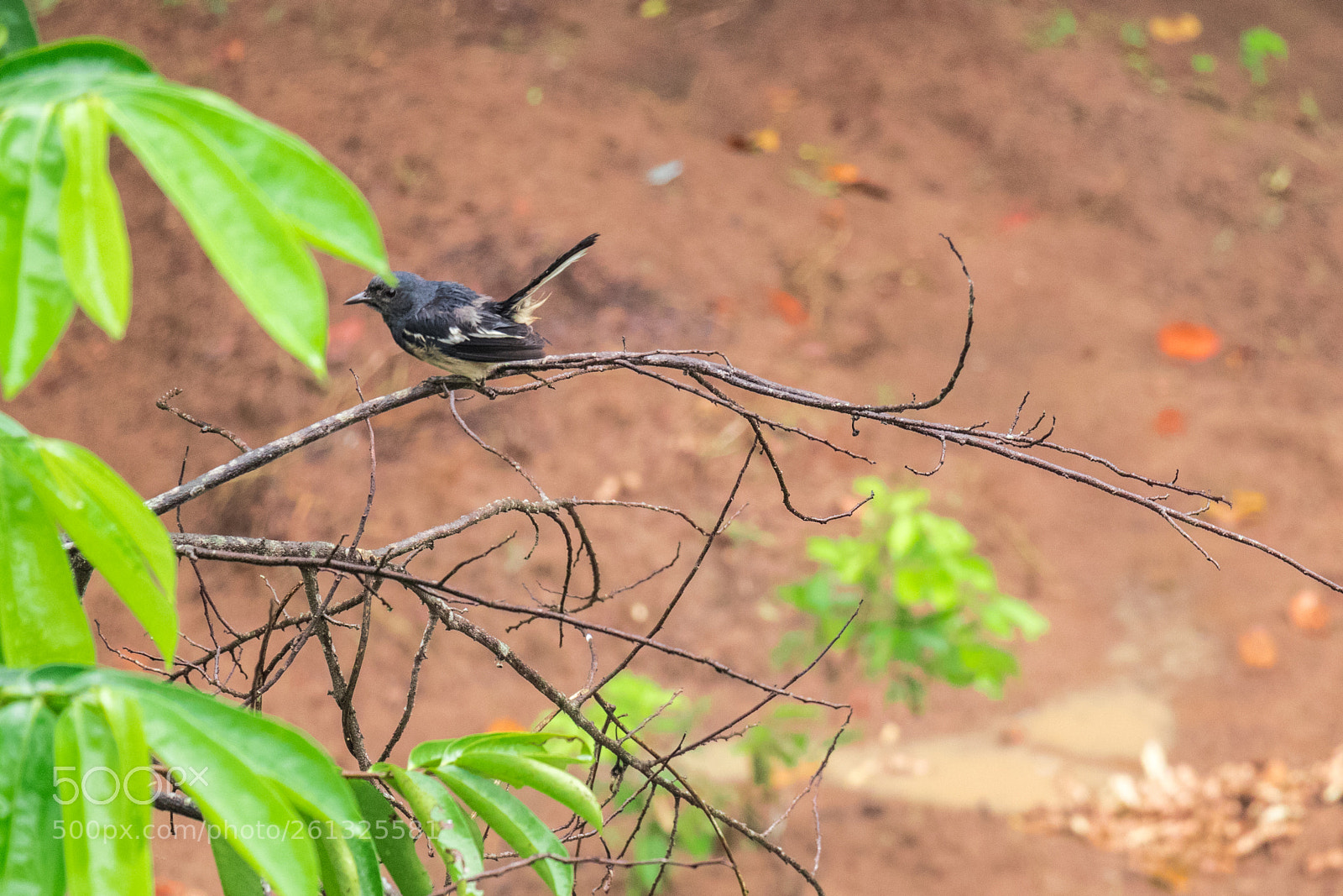 Canon EOS 80D sample photo. Birds photography