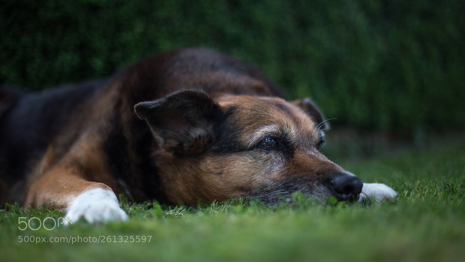 Canon EOS 6D sample photo. Dog days photography