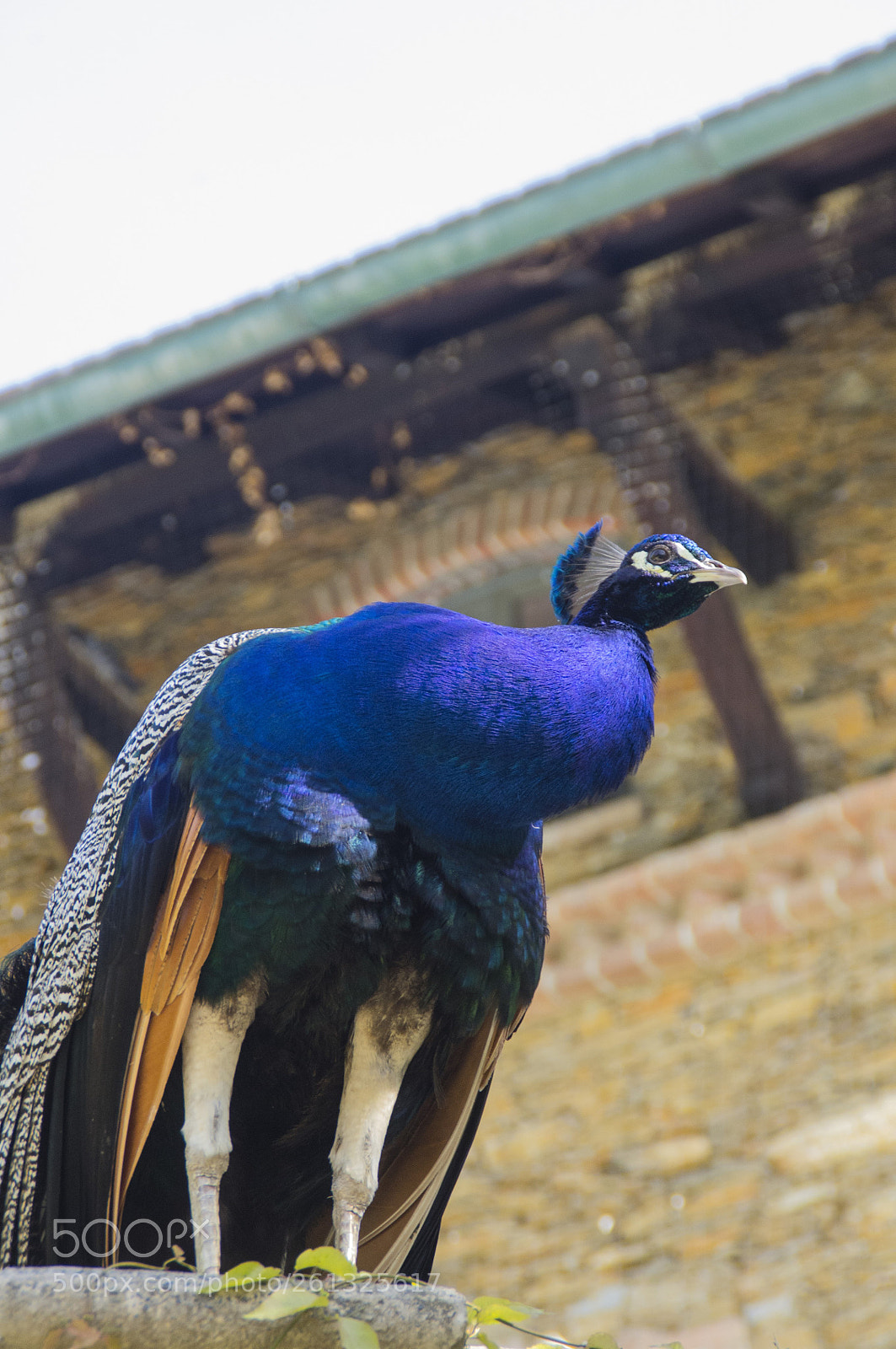 Pentax K-r sample photo. Pavone photography