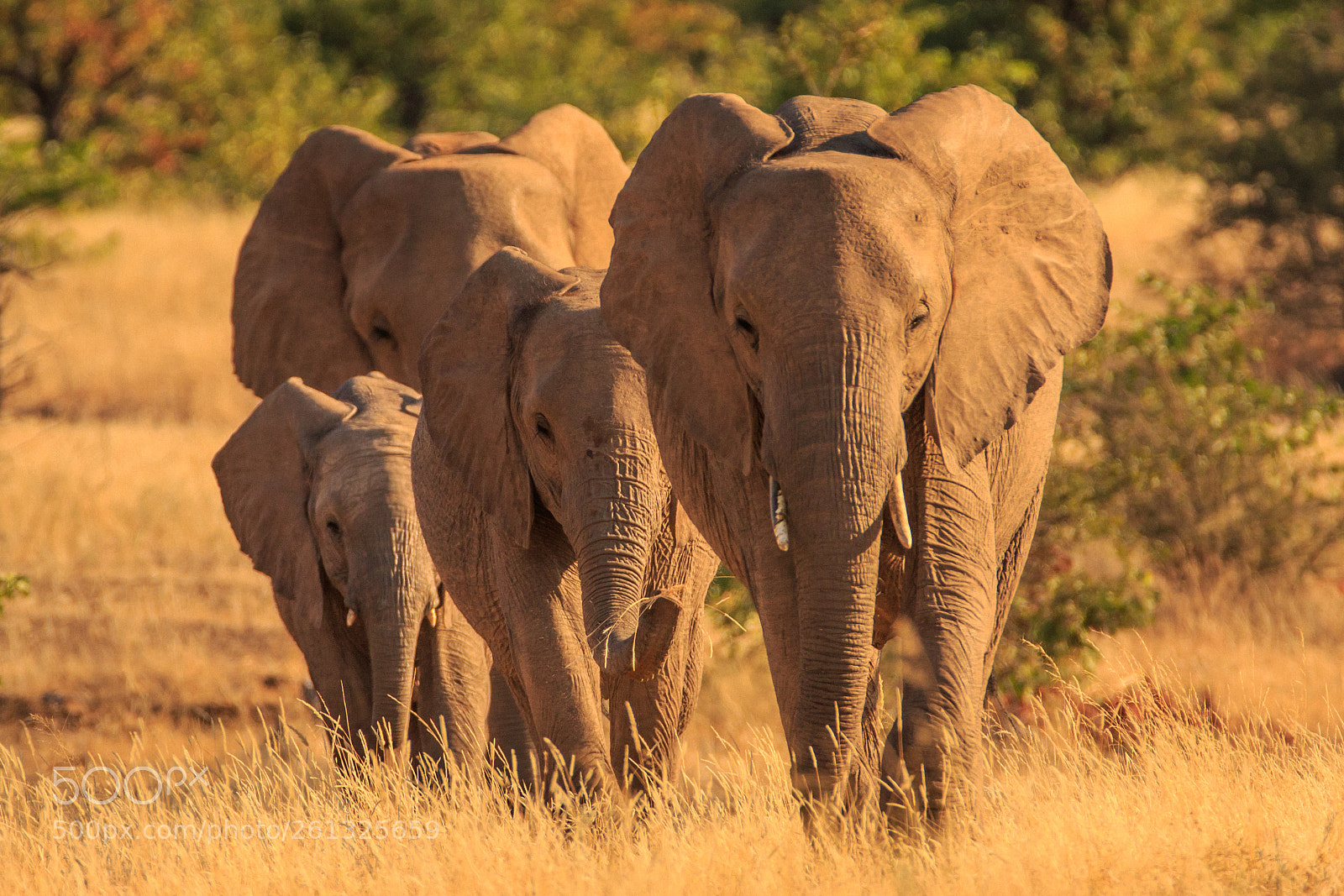 Canon EOS 7D Mark II sample photo. Botswana - mashatu photography