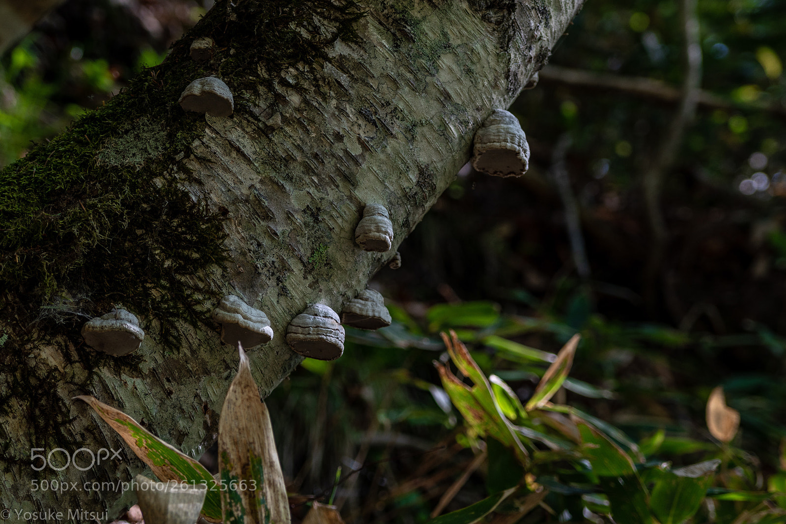Nikon D5500 sample photo. Deep in
 photography