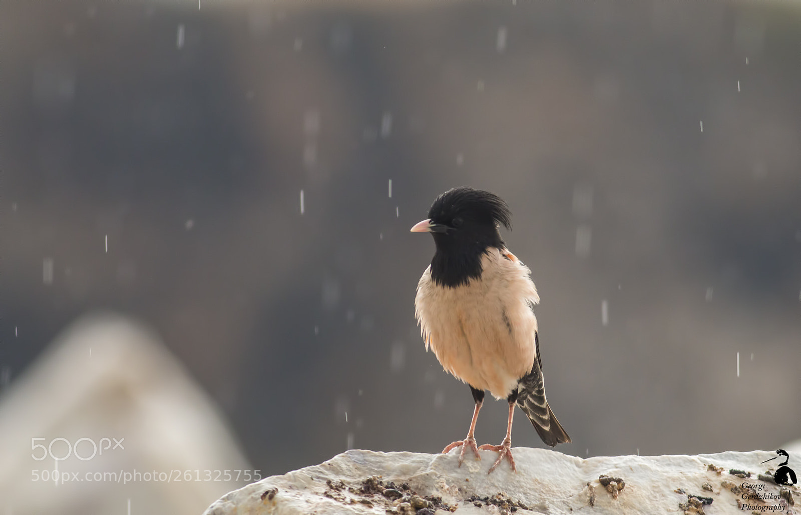 Canon EOS 70D sample photo. Rose-colored starling in the photography