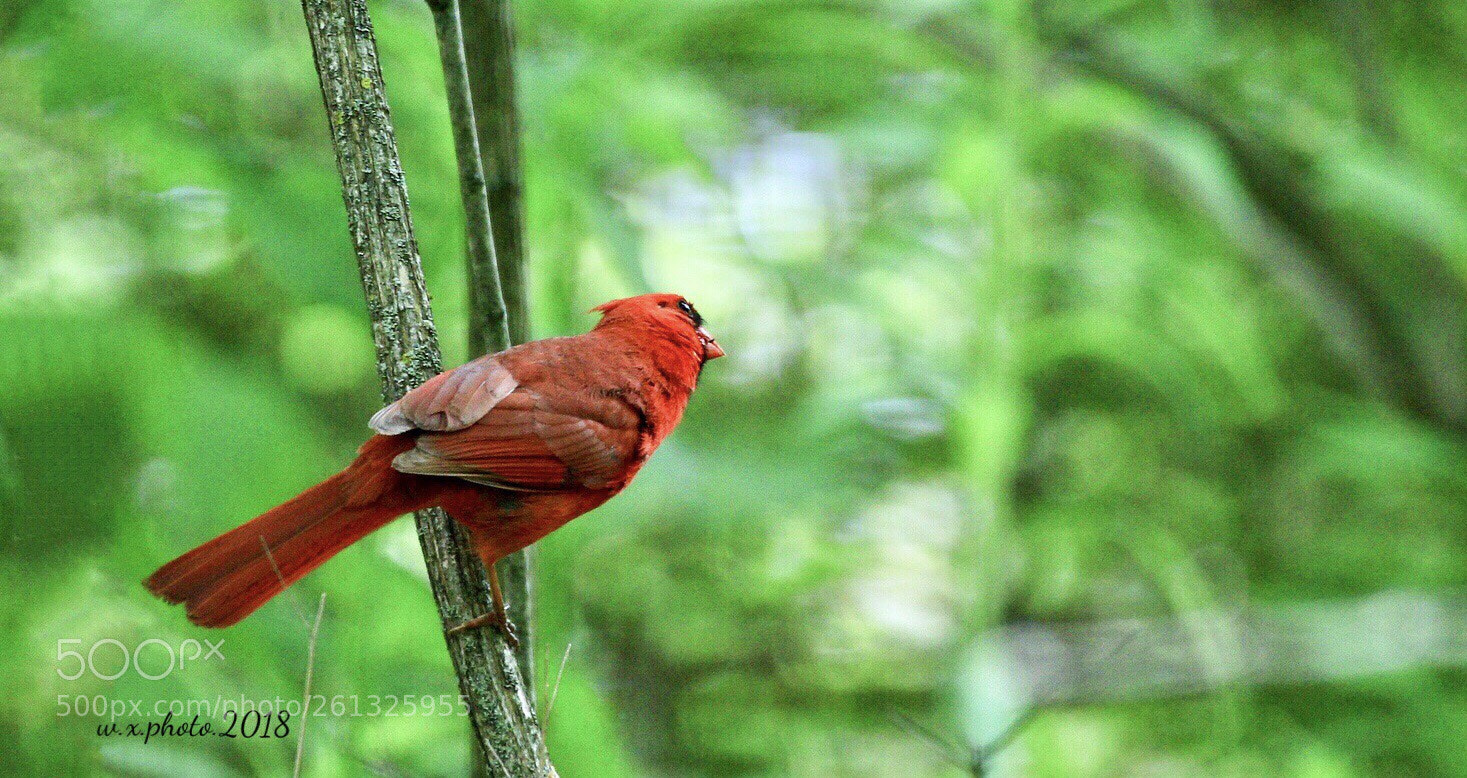 Canon EOS 7D Mark II sample photo. Northern cardinal photography