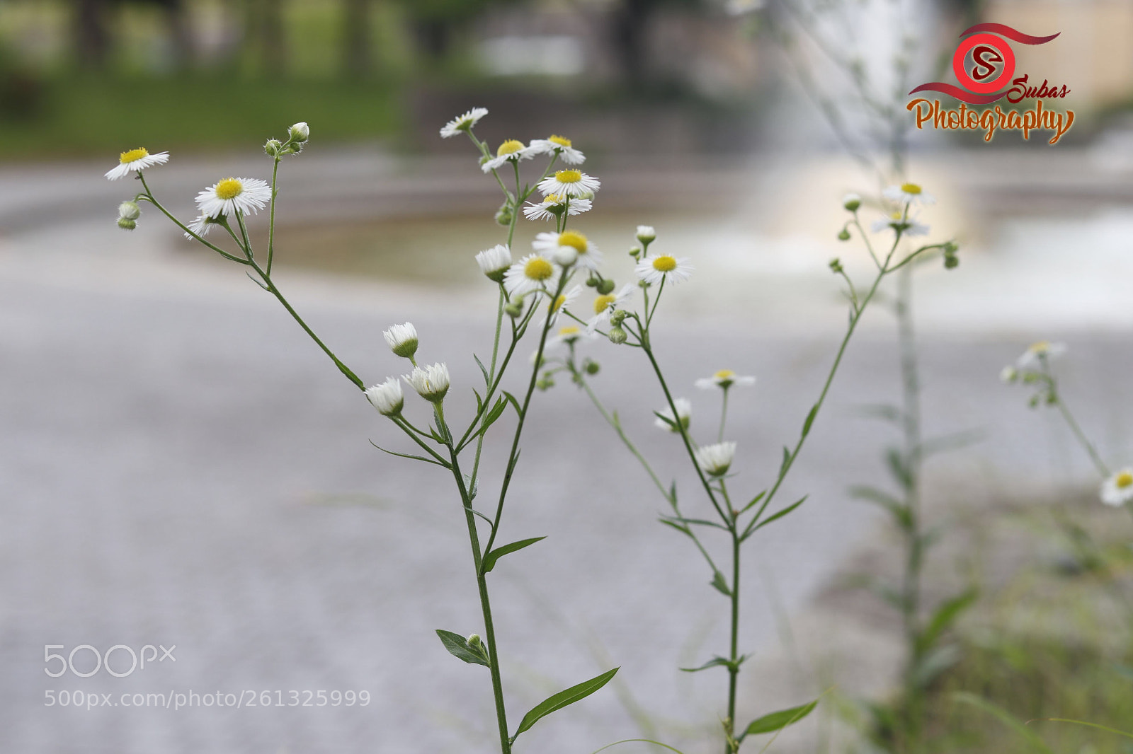 Canon EOS 80D sample photo. Untitled photography