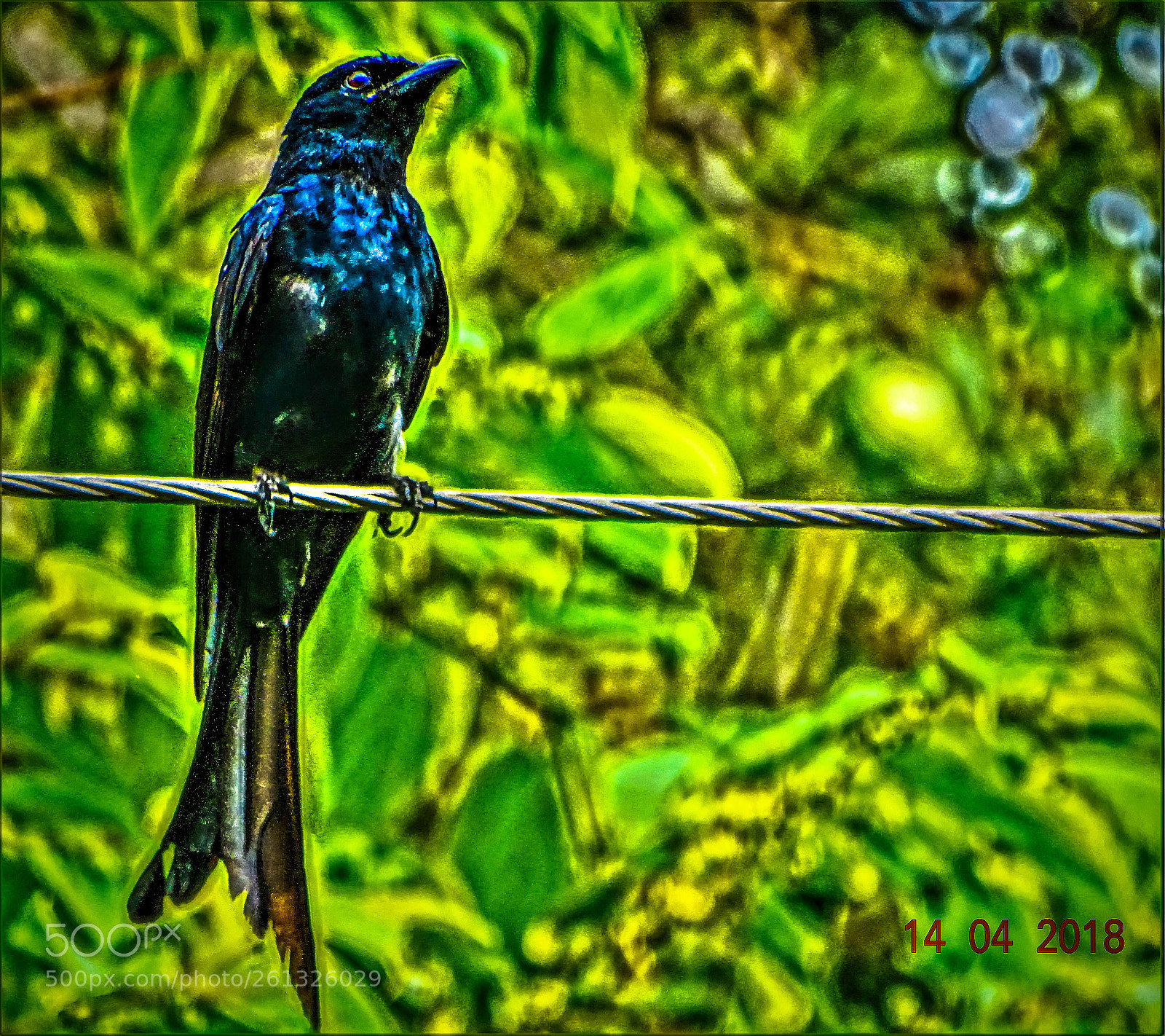 Sony Cyber-shot DSC-HX400V sample photo. Black drongo photography