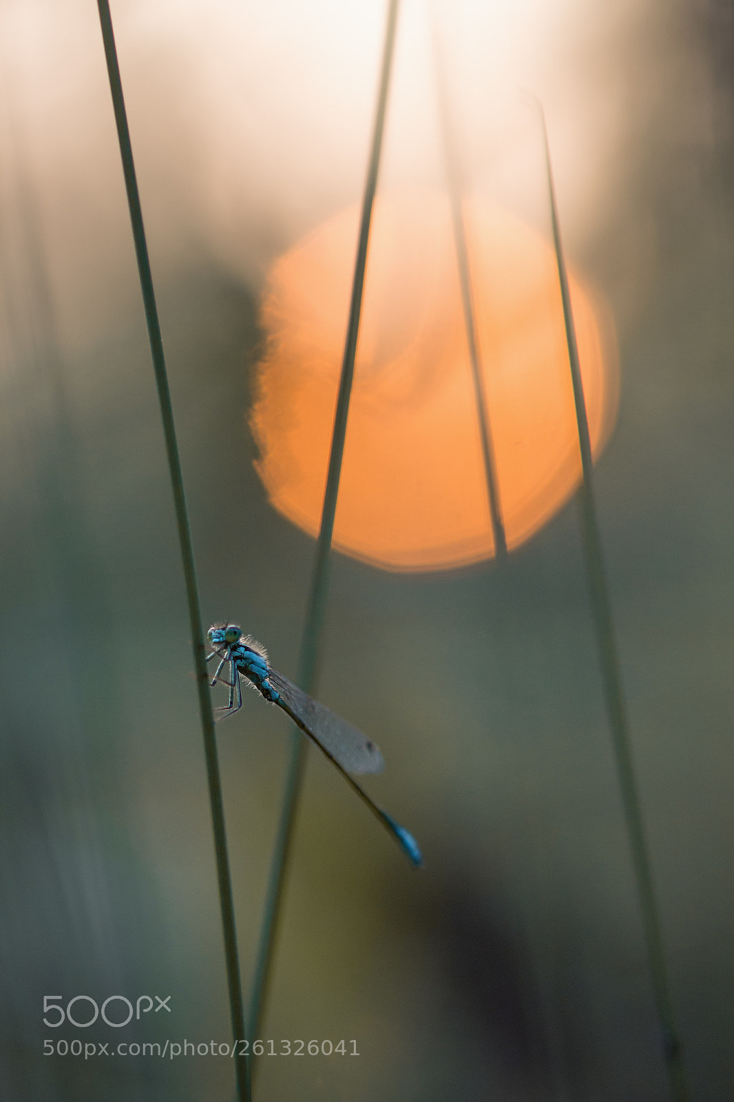 Canon EOS 600D (Rebel EOS T3i / EOS Kiss X5) sample photo. Agrion photography
