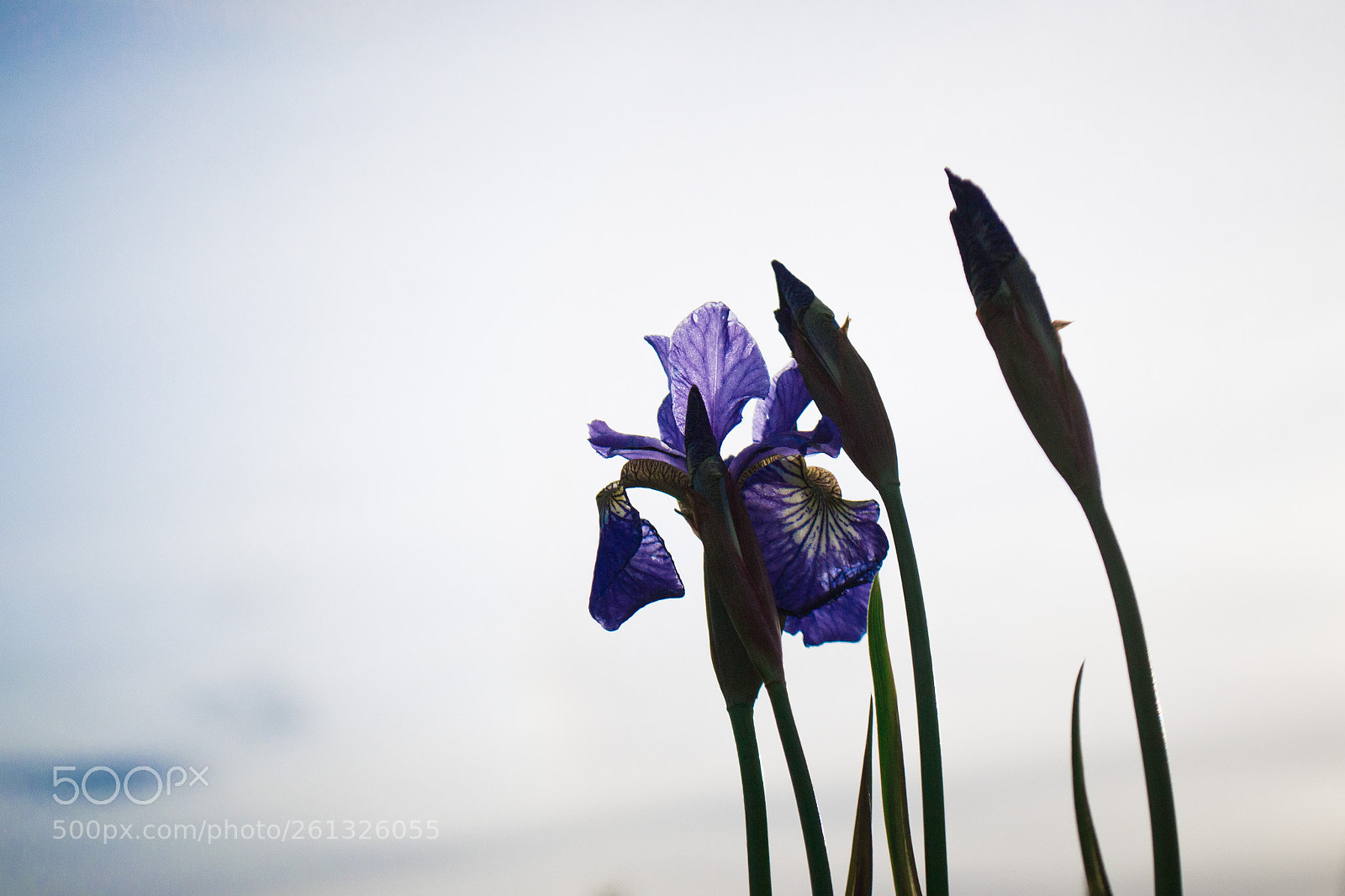 Nikon D3100 sample photo. Untitled photography
