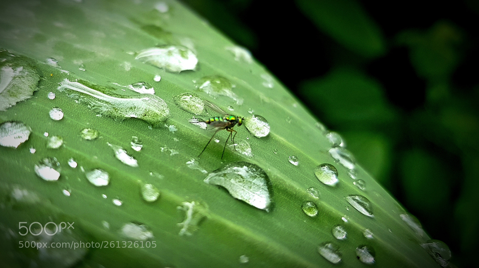 Samsung Galaxy S8 sample photo. Counting raindrops.... photography
