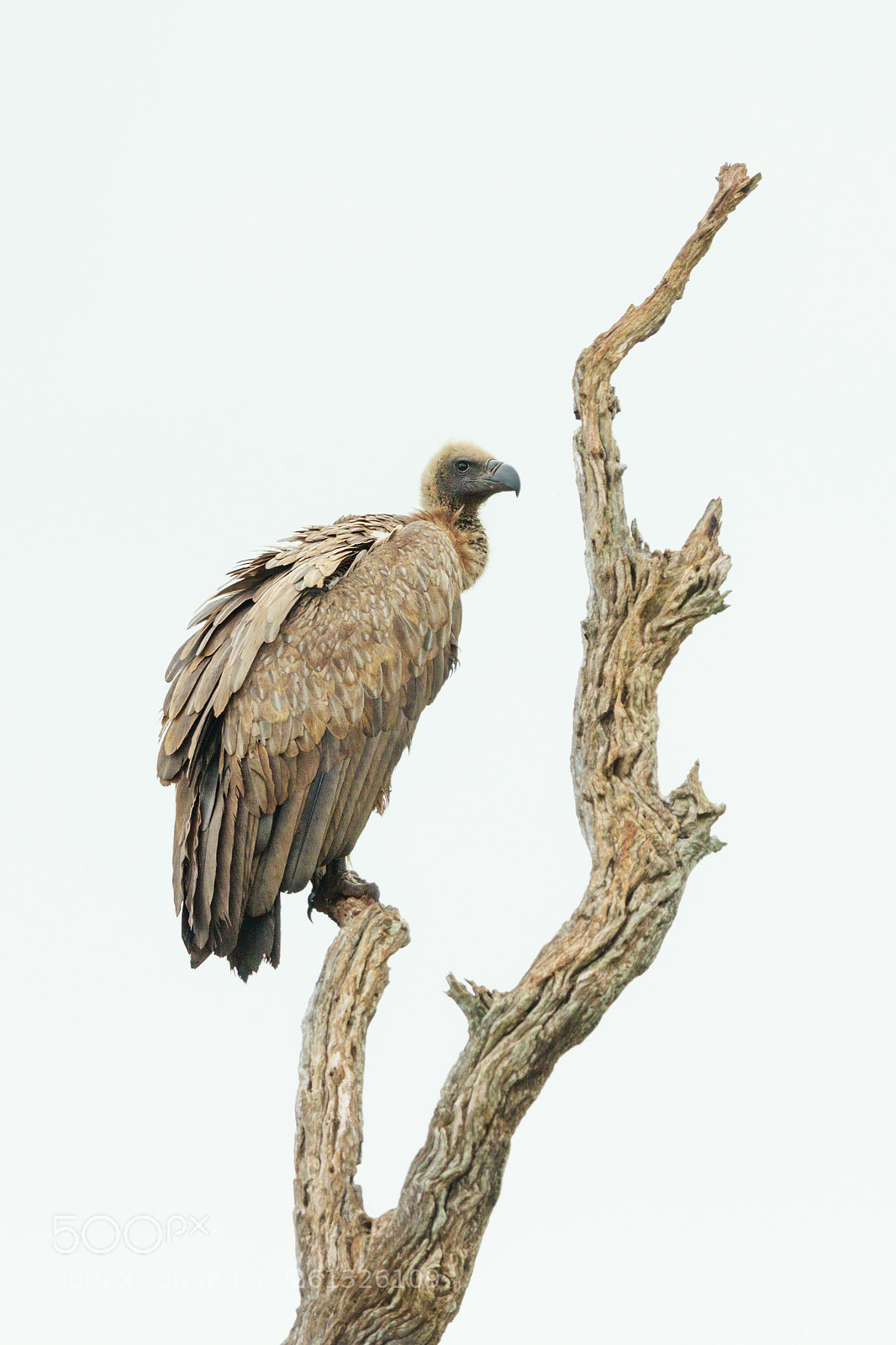 Canon EOS 7D Mark II sample photo. Vulture photography