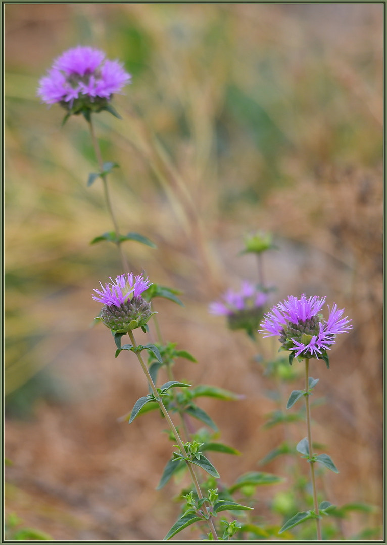 Nikon D850 + Sigma 120-400mm F4.5-5.6 DG OS HSM sample photo. Just some flowers photography