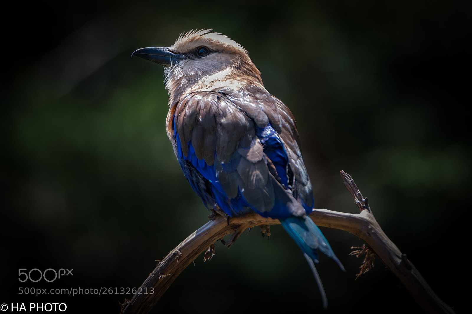 Nikon D850 sample photo. Blue-bellied roller photography
