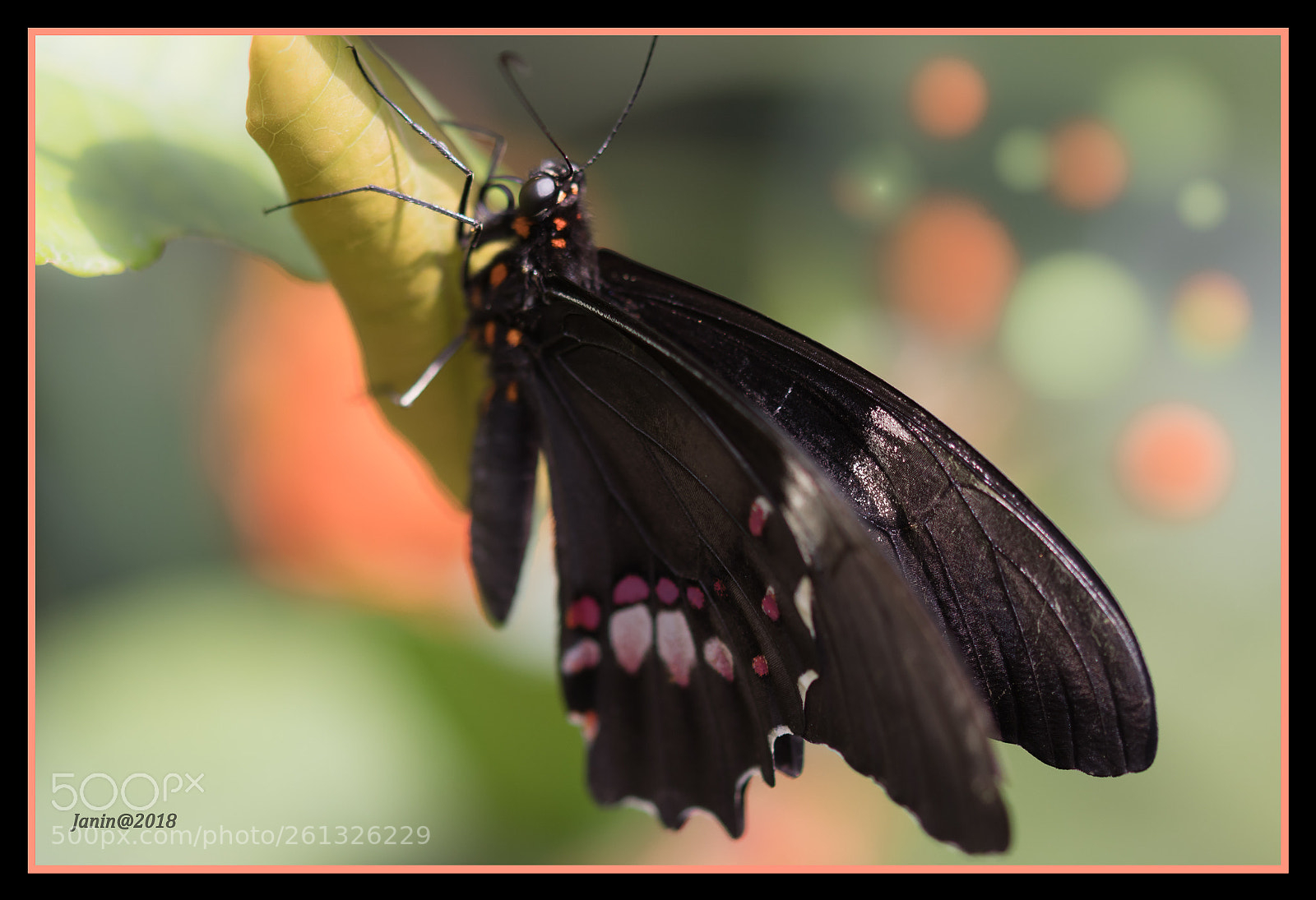 Canon EOS 77D (EOS 9000D / EOS 770D) sample photo. Butterfly from schmetterlingshaus wien photography