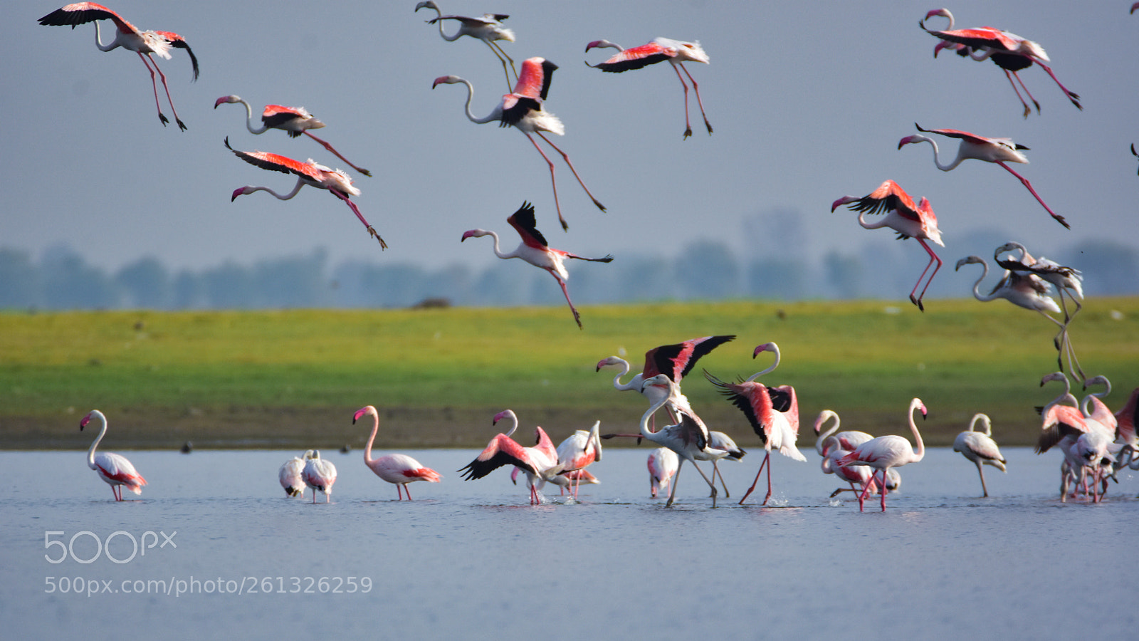 Nikon D7200 sample photo. Flamingos photography