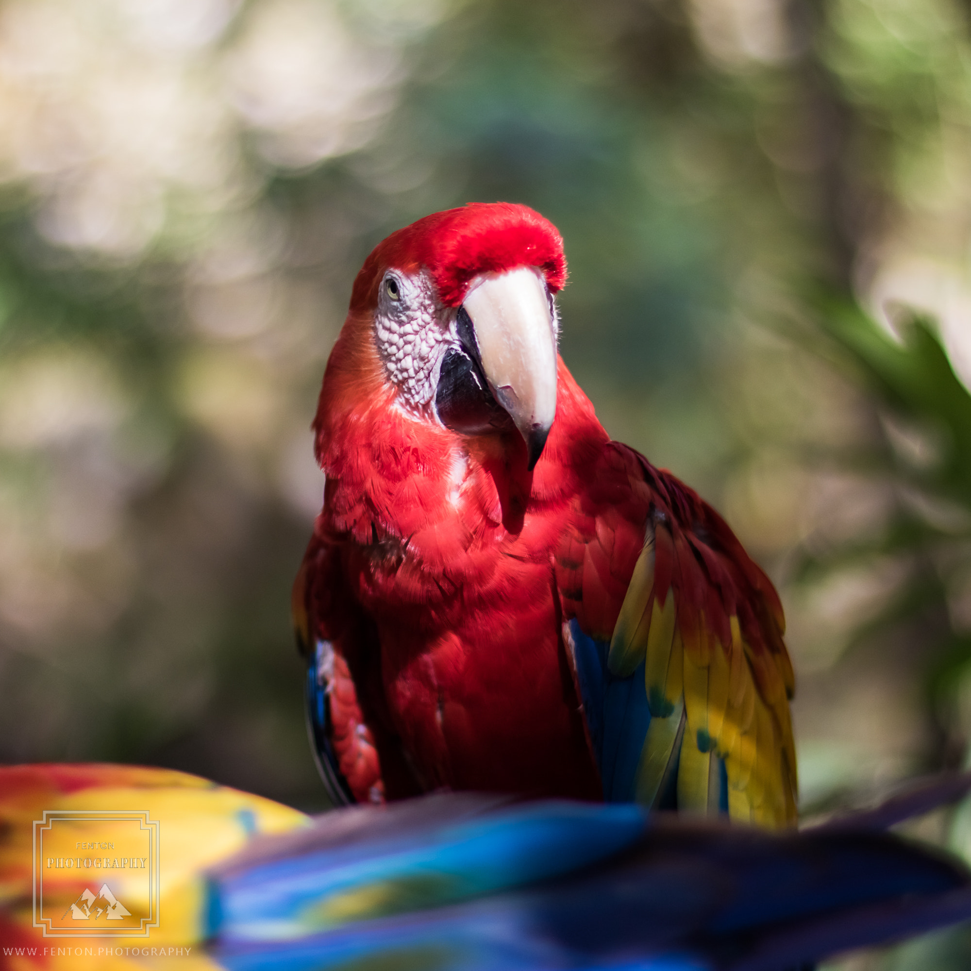 Canon EOS 760D (EOS Rebel T6s / EOS 8000D) sample photo. Xcaret macaw photography