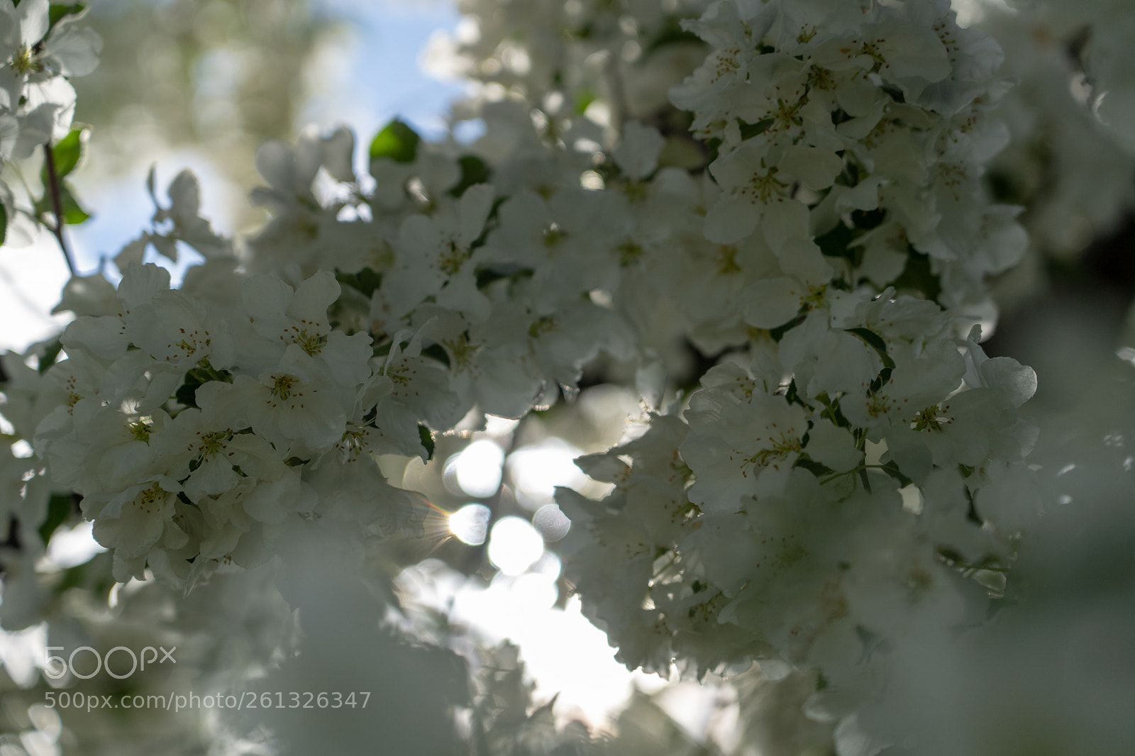 Sony a7 III sample photo. Under a tree photography