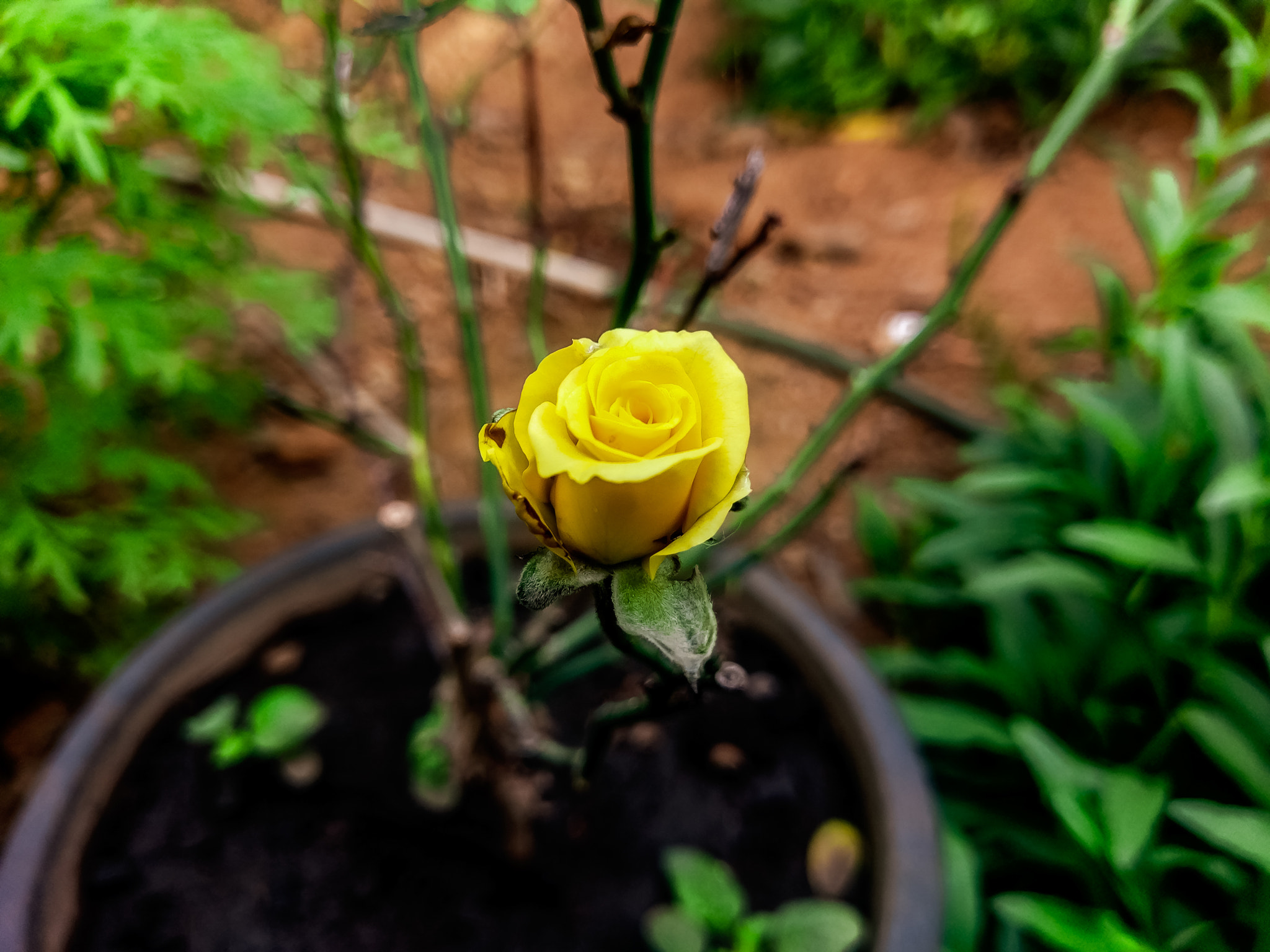 HTC 10 sample photo. Yellow rose 🌹 photography