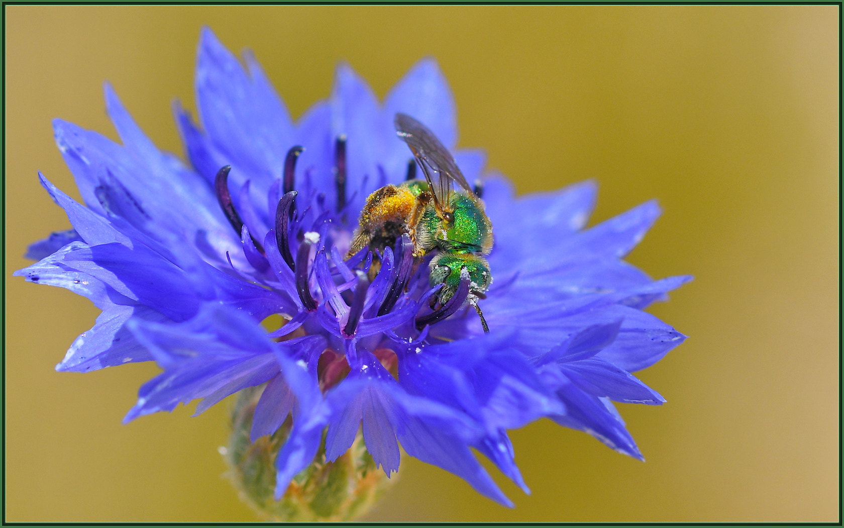 Nikon D850 sample photo. Orange pollen white pollen green bee blue flower photography