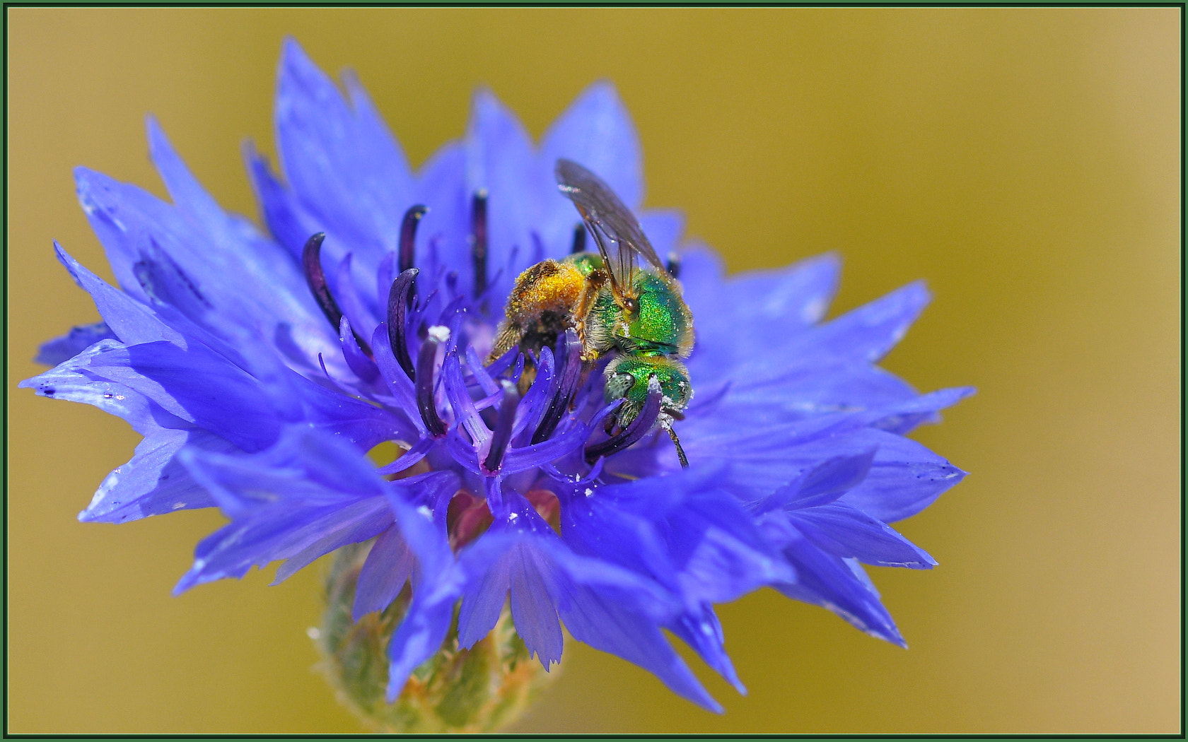 Sigma 105mm F2.8 EX DG OS HSM sample photo. Orange pollen white pollen green bee blue flower photography