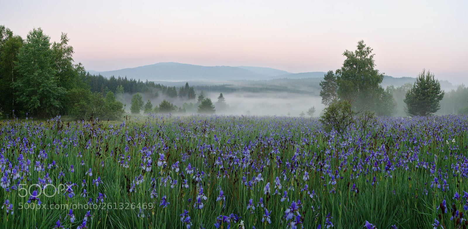 Nikon D7000 sample photo. Iris sibirica ii photography
