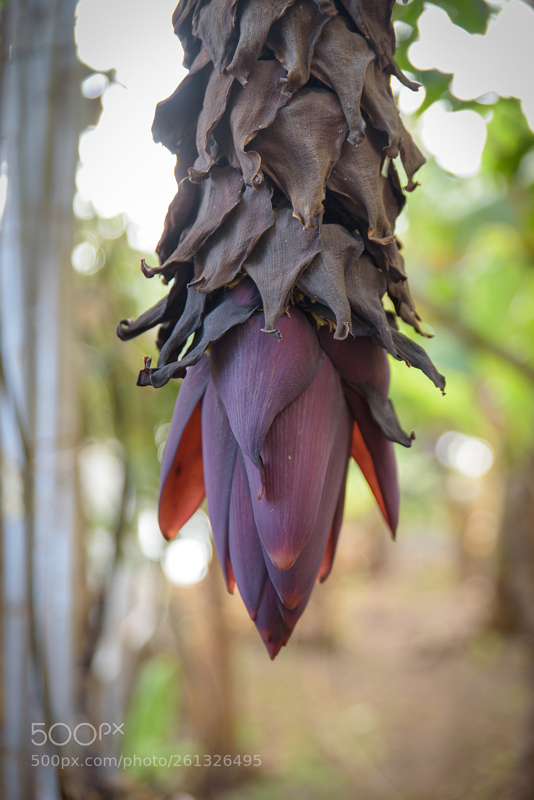 Nikon D750 sample photo. Who know what it photography