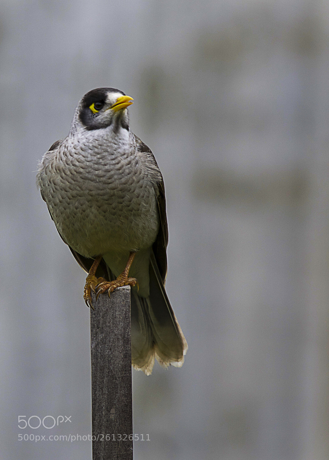 Canon EOS 5D Mark II sample photo. Mina bird photography