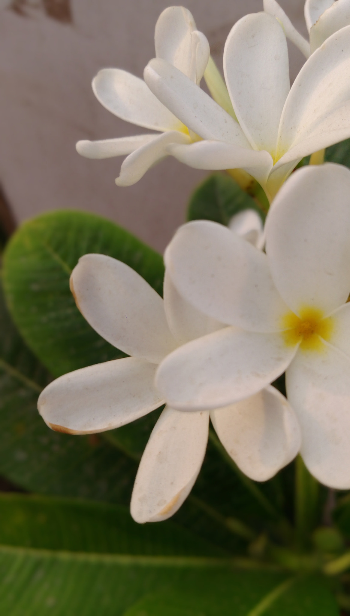 HTC DESIRE 828 DUAL SIM sample photo
