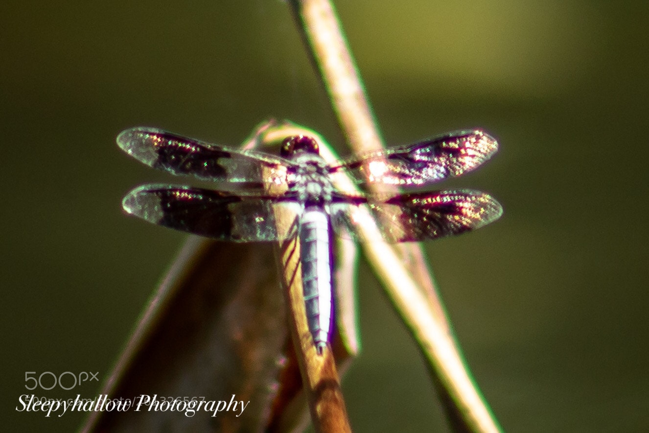 Canon EOS 1300D (EOS Rebel T6 / EOS Kiss X80) sample photo. Dragonfly  photography