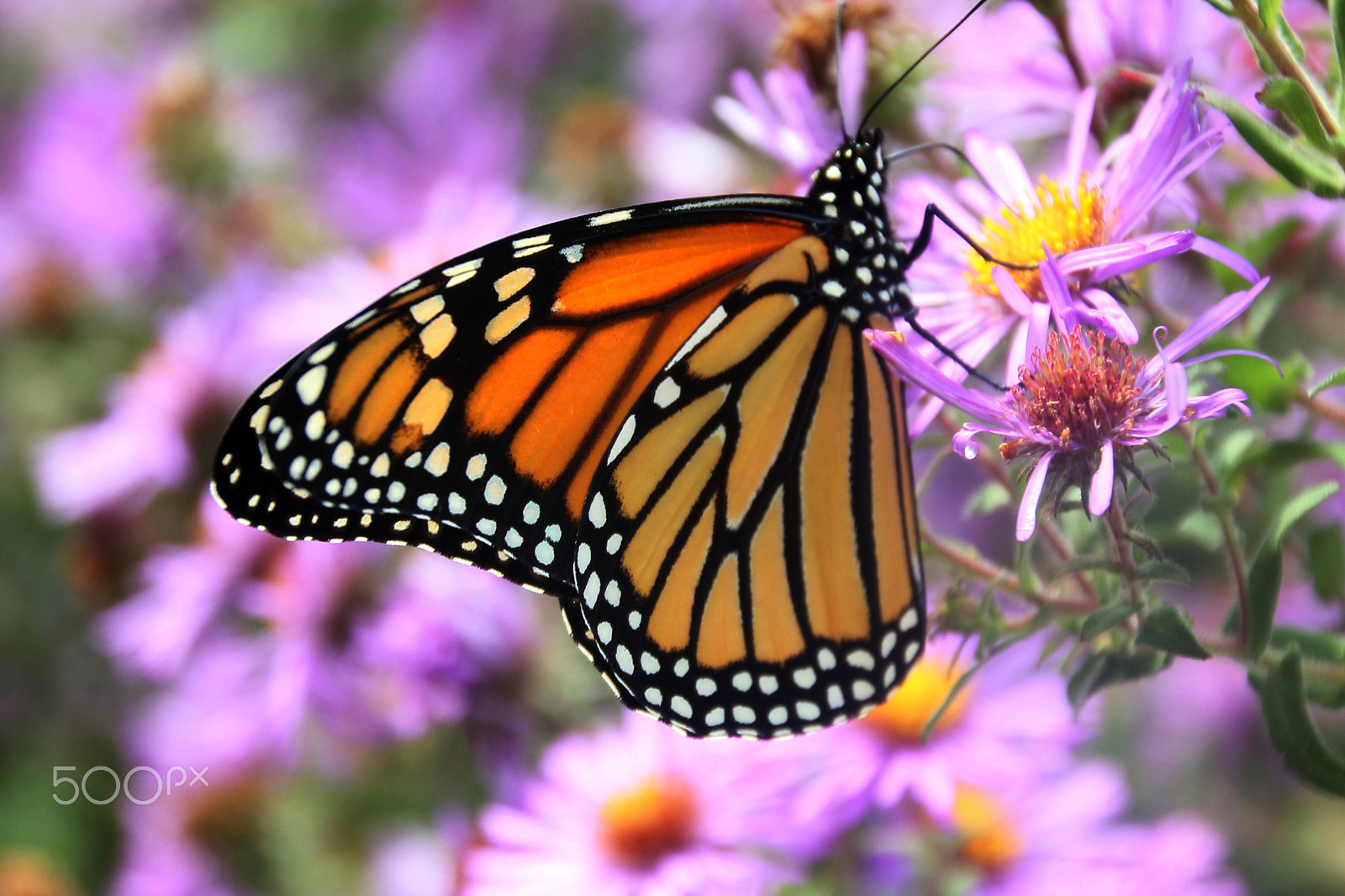 Canon EOS 60D sample photo. Butterfly photography