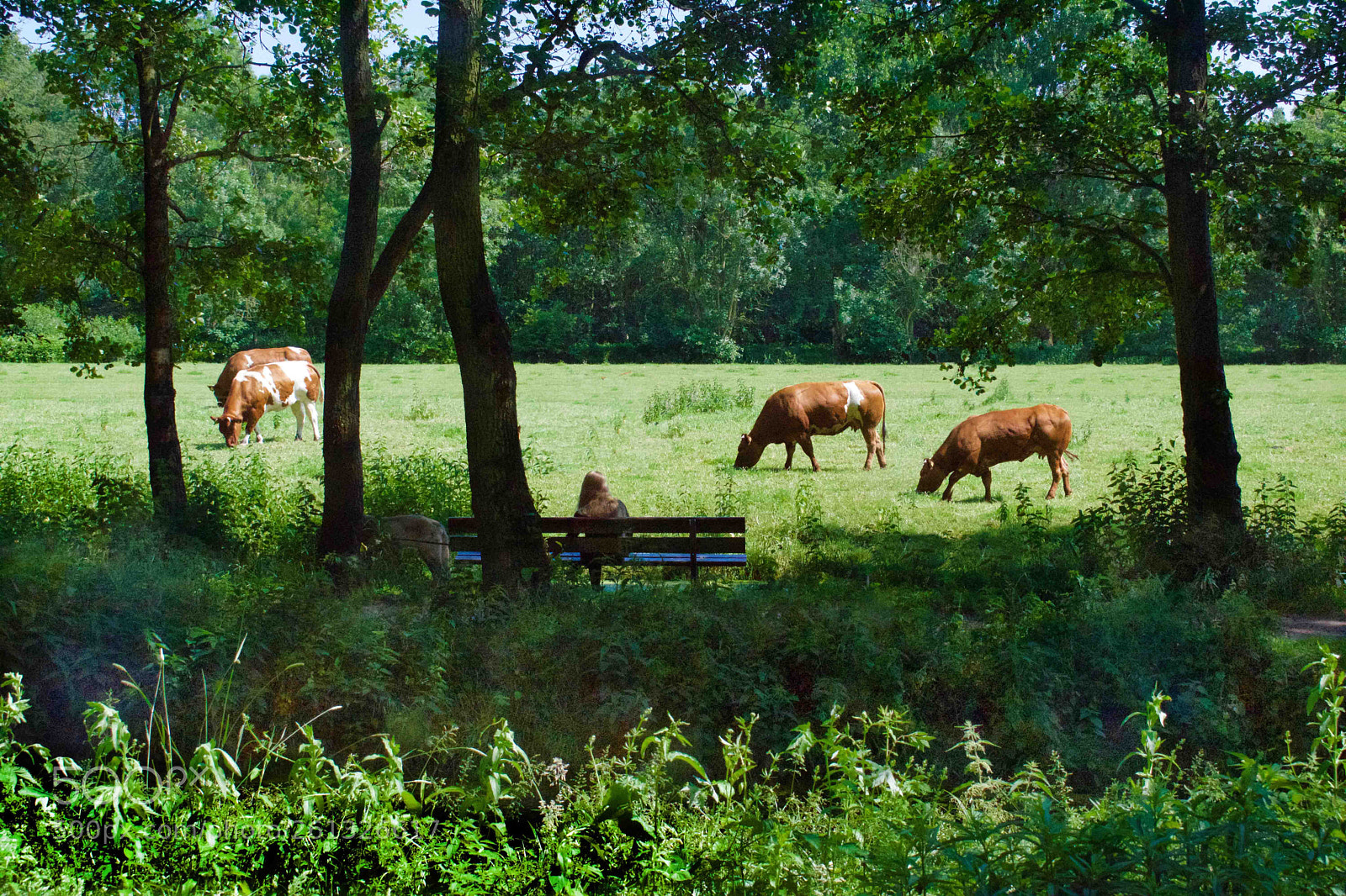 Nikon D5300 sample photo. Marlot photography