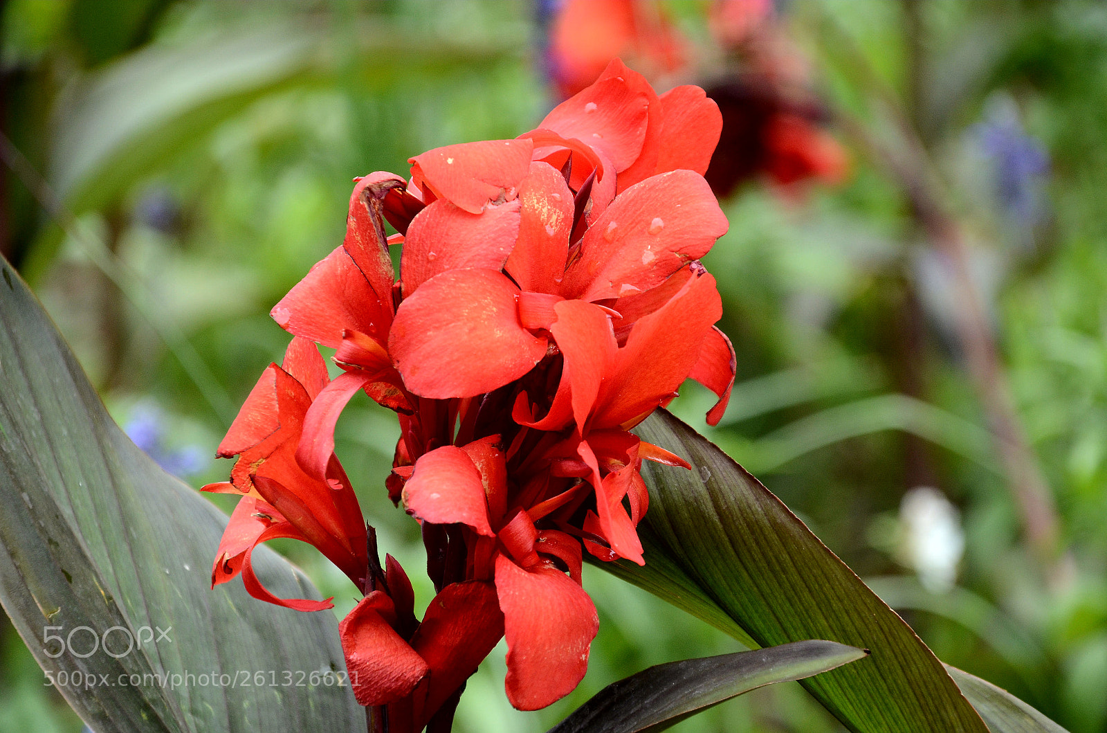 Nikon D7000 sample photo. Summer_red photography