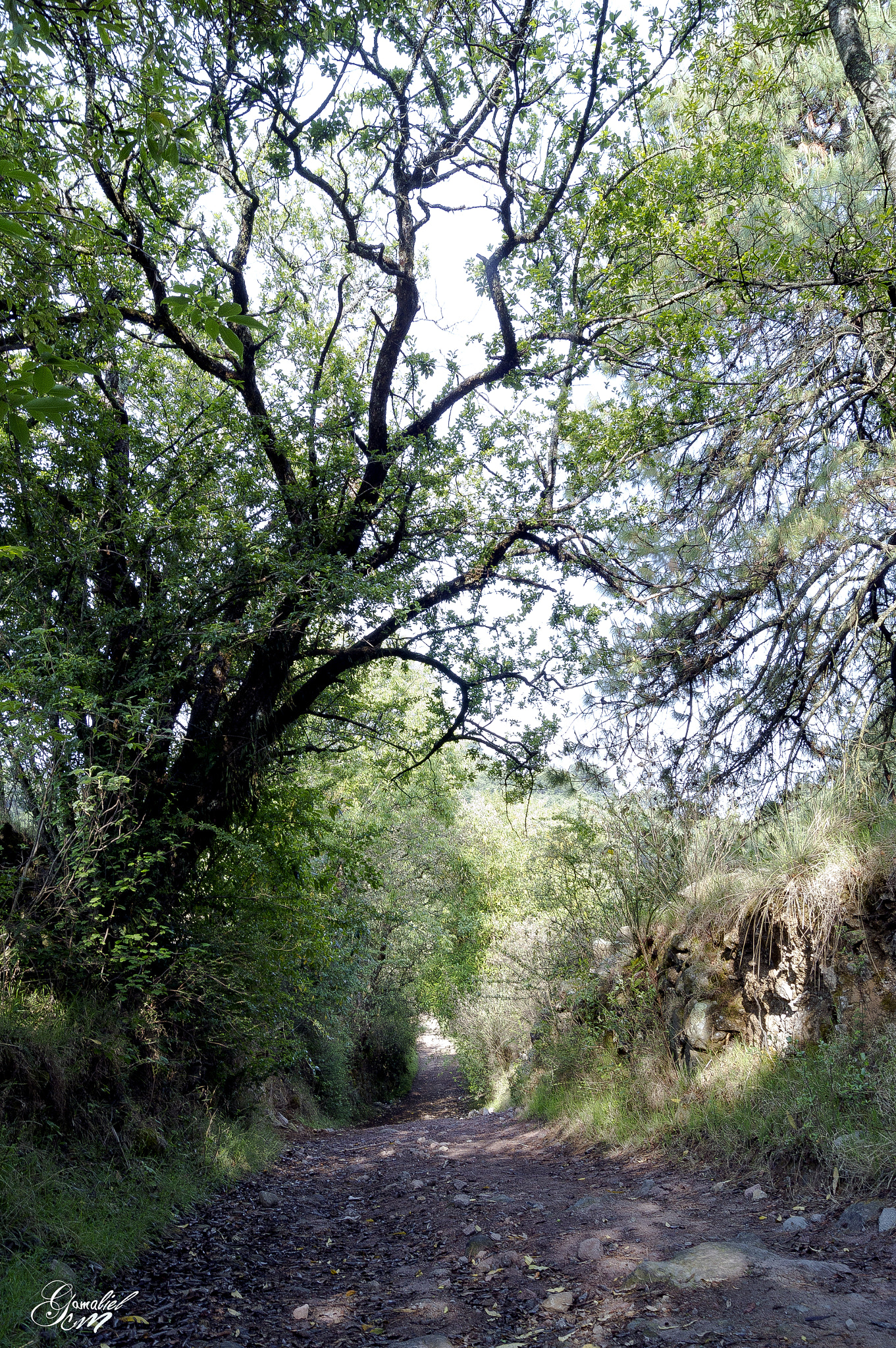 Sony SLT-A37 sample photo. Arbol photography