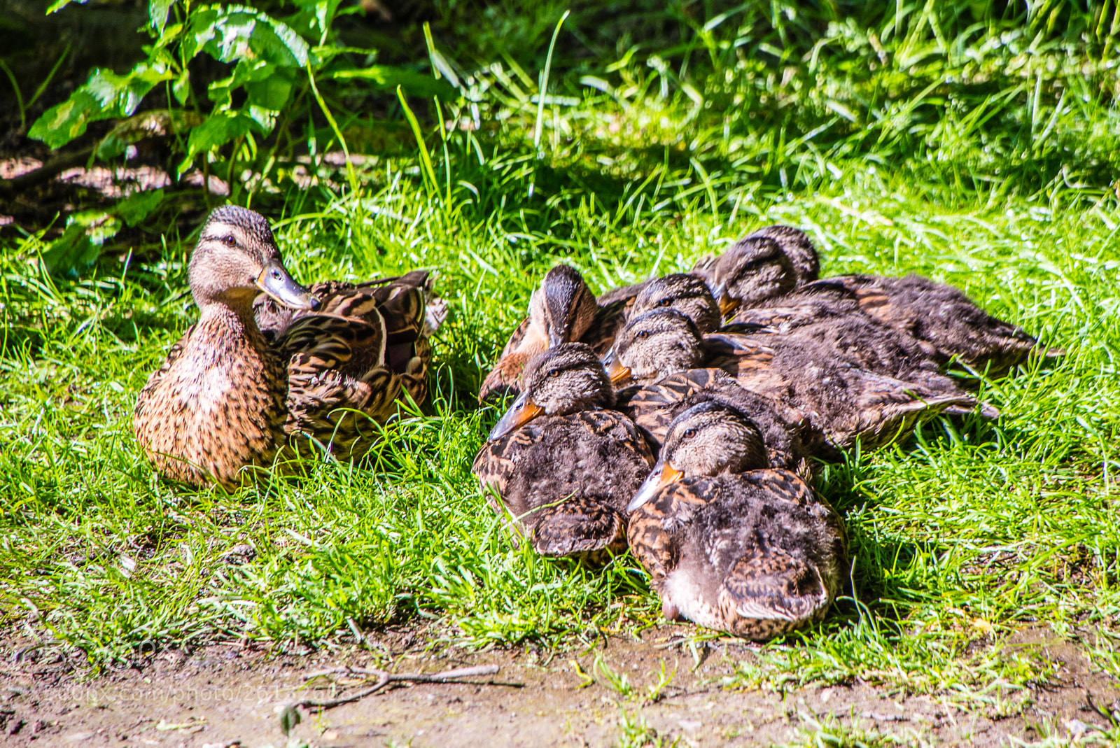 Nikon D750 sample photo. Dsc photography