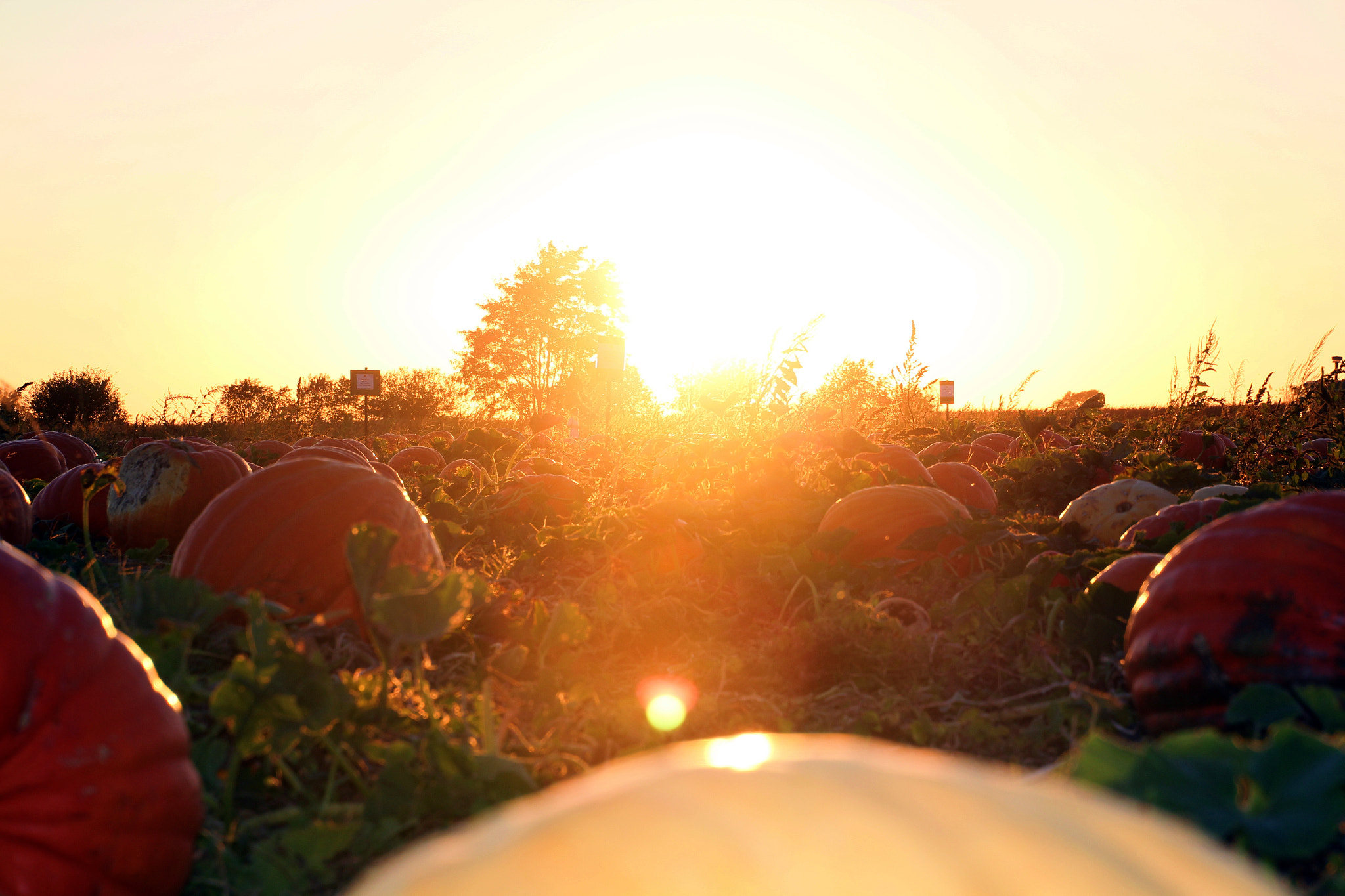 Canon EOS 60D sample photo. Pumpkin patch photography