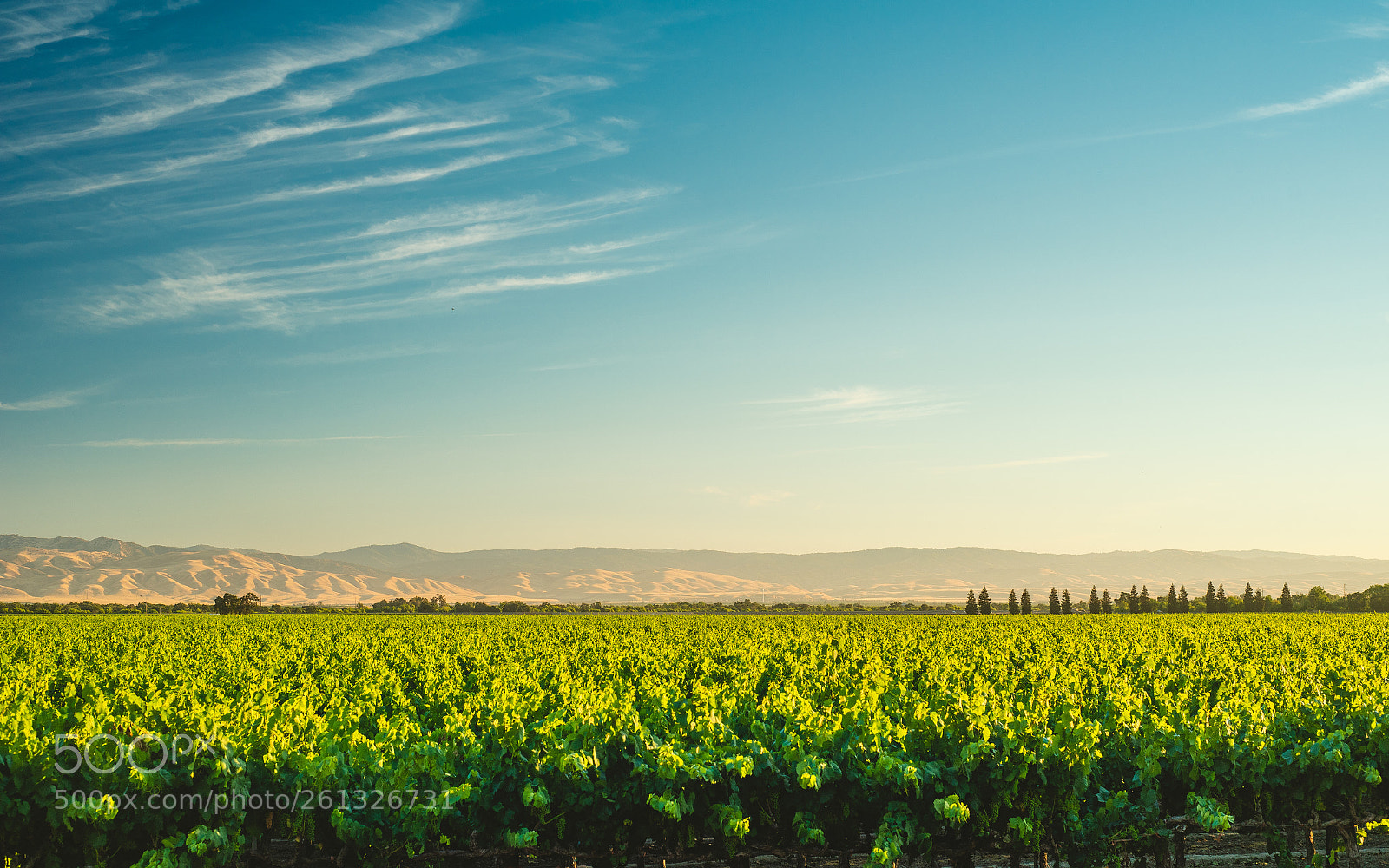 Nikon D750 sample photo. Summer is here photography