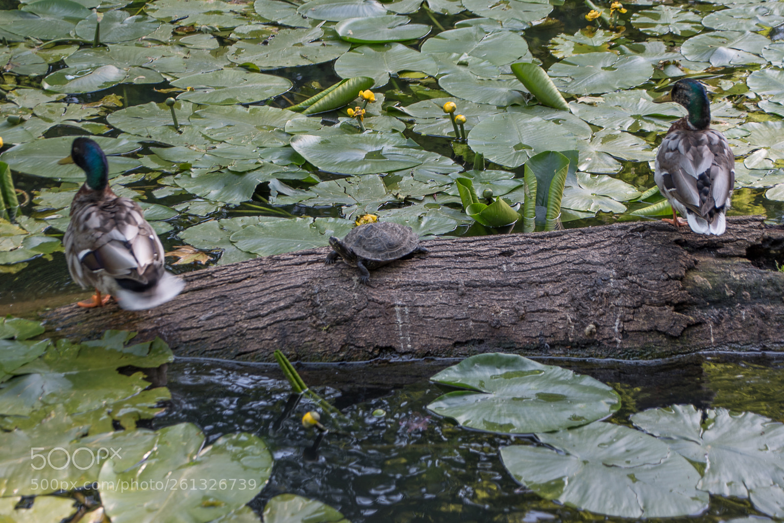 Nikon D750 sample photo. Dsc photography