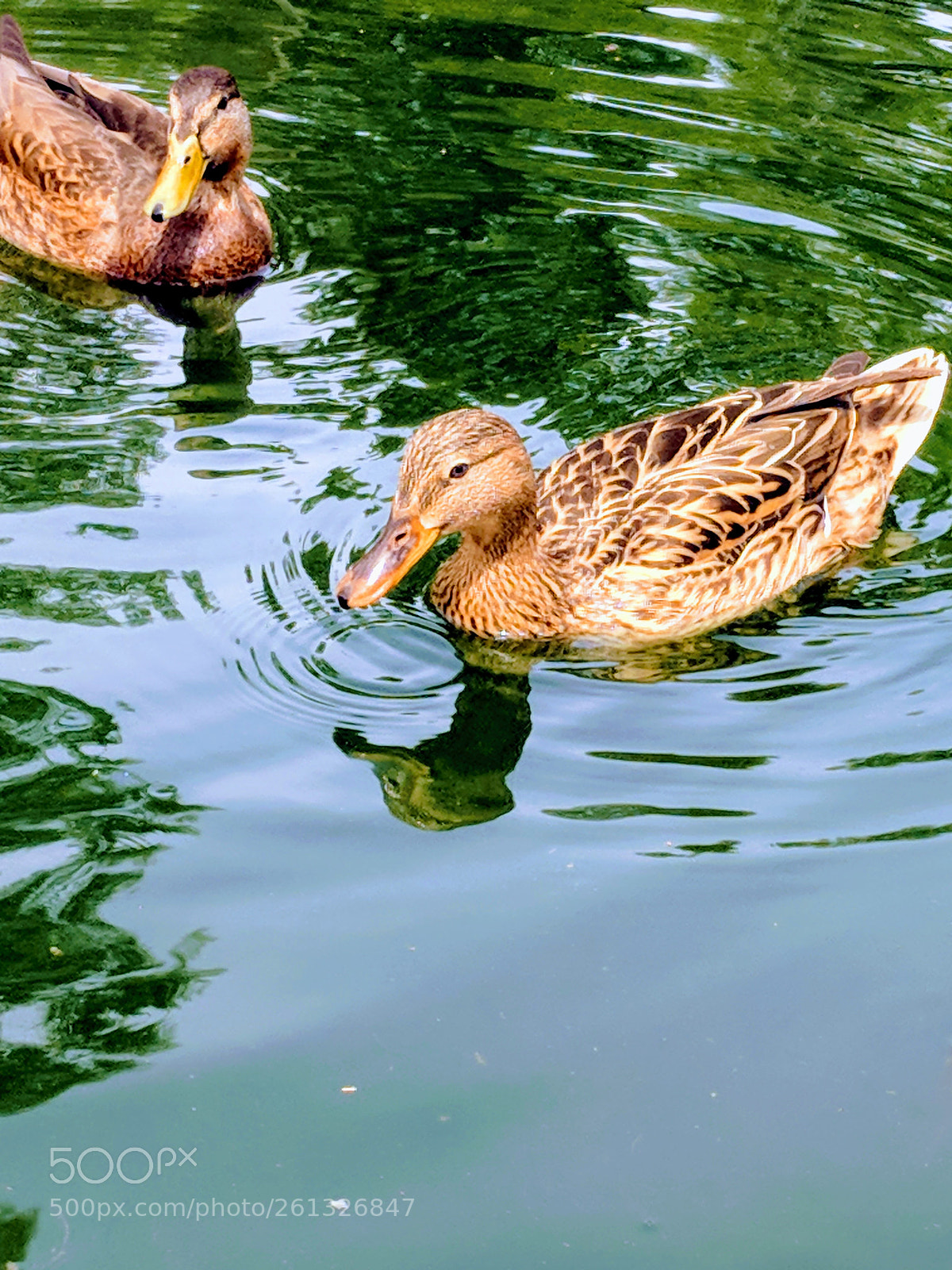 Google Pixel sample photo. Ducks photography