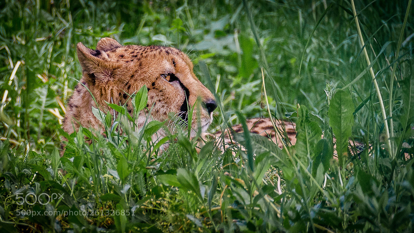 Nikon D5100 sample photo. Gepard photography