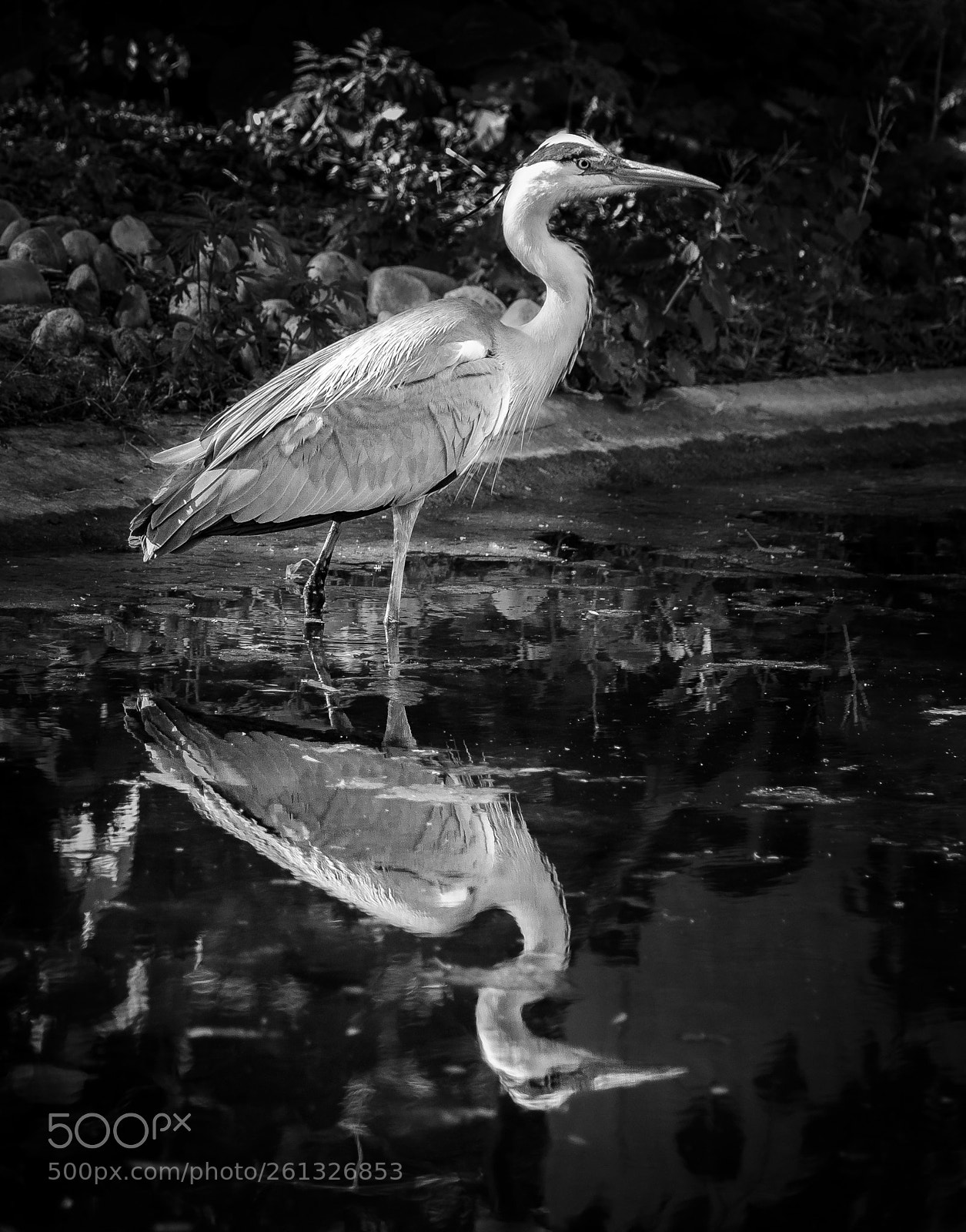 Nikon D5100 sample photo. Gray heron photography